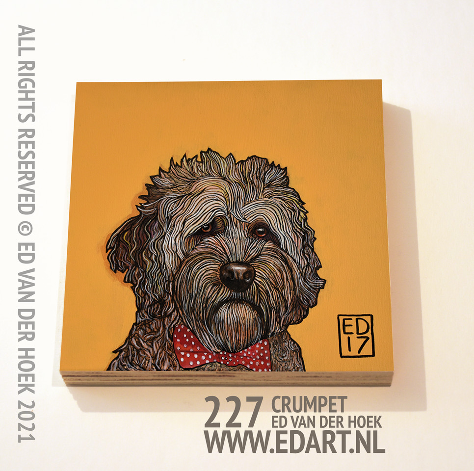 227 Portugese Waterdog print op hout`